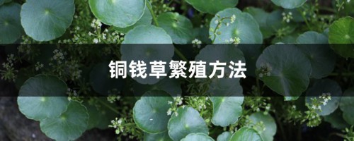 铜钱草繁殖方法，铜钱草没根能繁殖吗