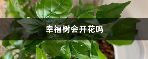 幸福树会开花吗，开花有什么预兆