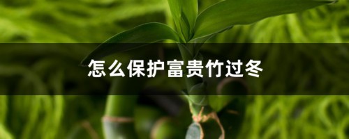 怎么保护富贵竹过冬，富贵竹如何过冬不死