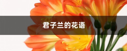 君子兰的花语