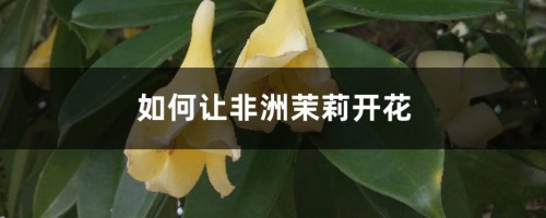 如何让非洲茉莉开花