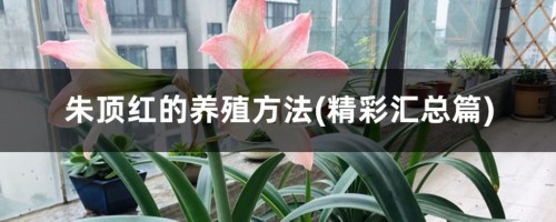 朱顶红的养殖方法