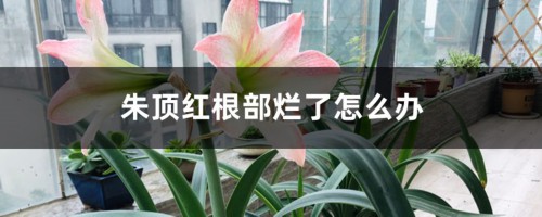 朱顶红根部烂了怎么办