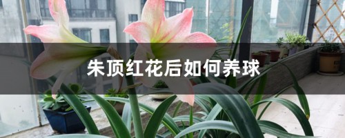 朱顶红花后如何养球