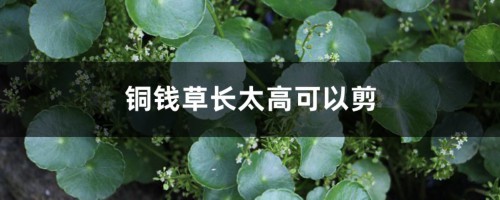 铜钱草长太高可以剪掉吗