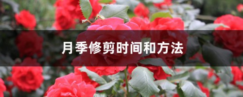 月季修剪时间和方法（季节和地域）