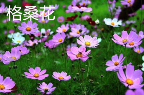 格桑花