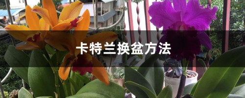 卡特兰换盆方法