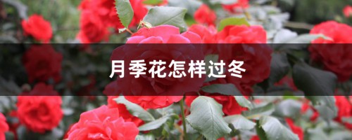 月季花怎样过冬