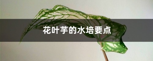 花叶芋的水培要点