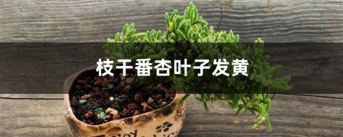 枝干番杏黄叶的原因和处理办法