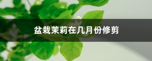 盆栽茉莉在几月份修剪