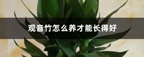 观音竹怎么养才能长得好