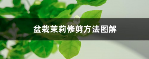 盆栽茉莉修剪方法图解