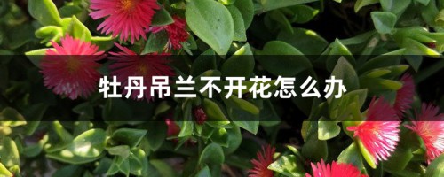 牡丹吊兰不开花怎么办