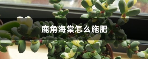 鹿角海棠怎么施肥