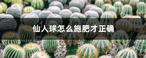 仙人球怎么施肥才正确