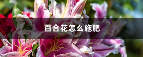 百合花怎么施肥，这样施肥长势超好！