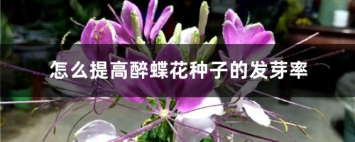 怎么提高醉蝶花种子的发芽率