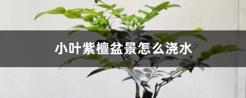 小叶紫檀盆景怎么浇水