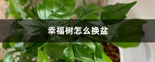 幸福树怎么换盆