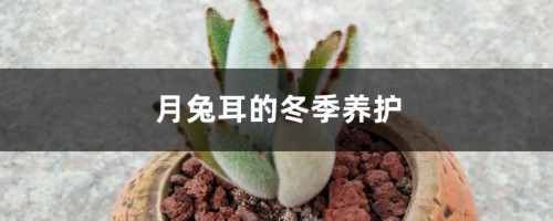 月兔耳的冬季养护