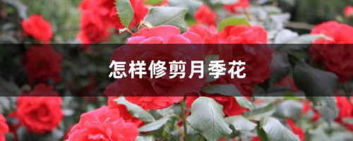 怎样修剪月季花